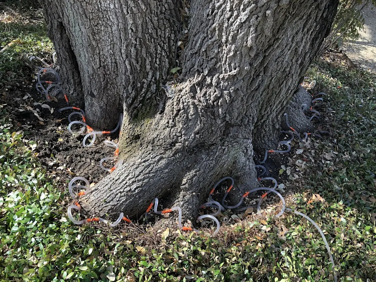 Detailed Tree Cabling and Bracing job site in Trail