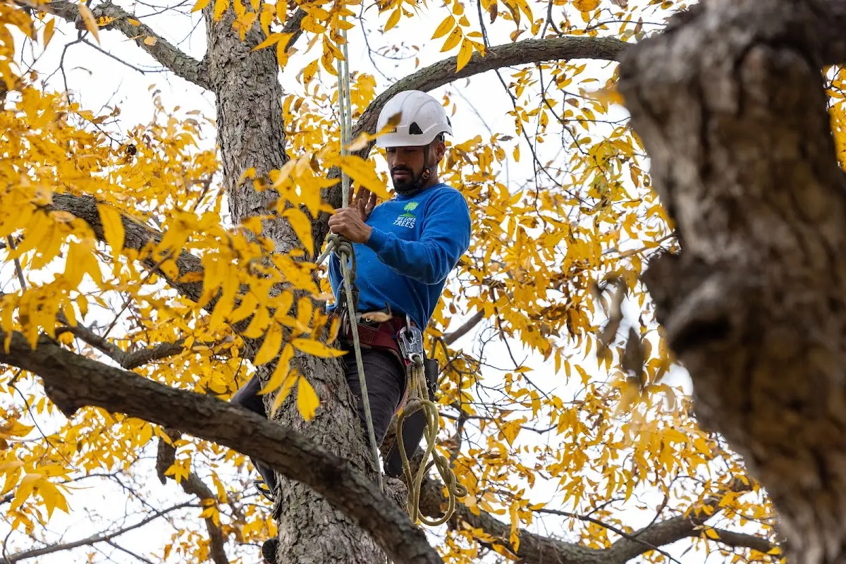 Skilled Storm Damage Cleanup crew working in Trail