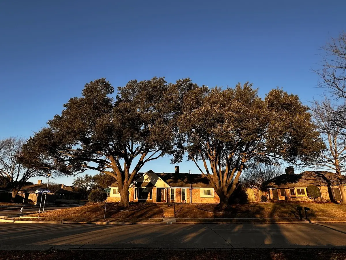 Established residential canopy tree shading a home in Trail